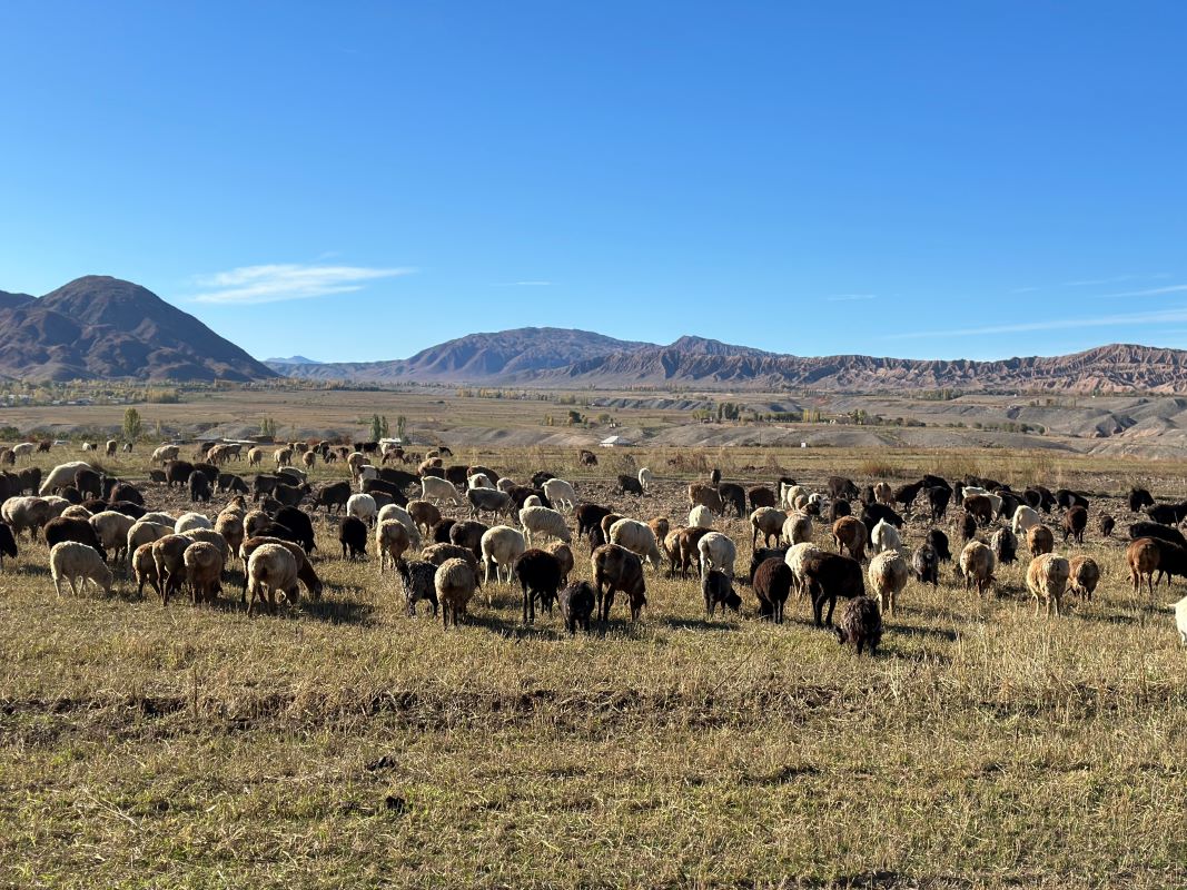 Photo of Shepherds in Kyrgyzstan Burana Tower, Skazka Canyon, Sary Chelek Lake, Barskoon Gorge, Altyn Arashan Gorge, Arslanbob Walnut Forest, Son Kol Lake, Kyzyl Asker, horse riding in kyrgyzstan, trekking, kyrgyzstan, tourizm in kyrgyzstan, Issyk kul lake