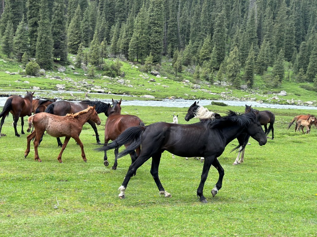 Kyrgyzstan horse riding tours