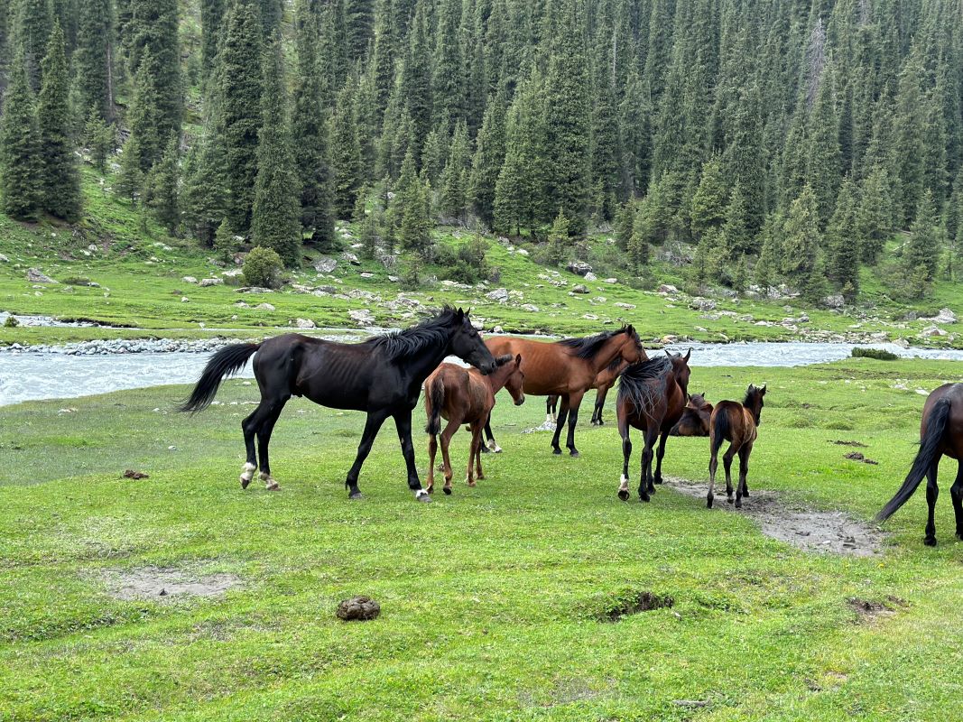 photo of horses-in-Kyrgyzstan